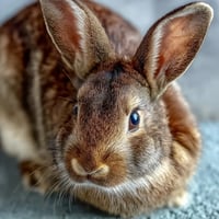 Whimsical Easter bunny cake with fluffy buttercream, coconut fur, and gold sprinkles for a festive sparkle.